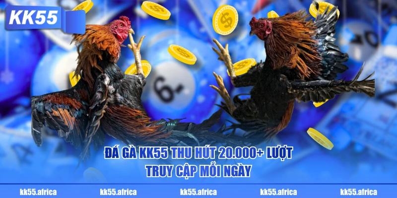 Đá gà KK55 thu hút 20.000+ lượt truy cập mỗi ngày